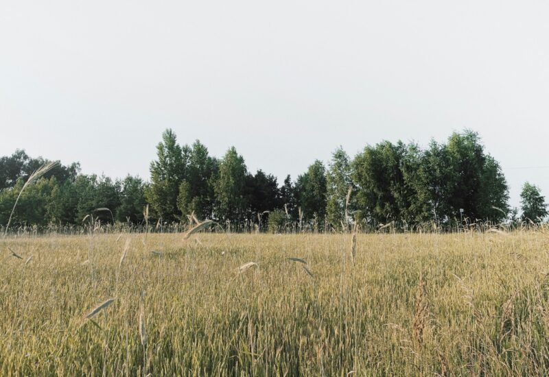 green grass field near green grass field near green trees during daytime